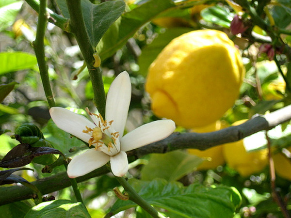 Fiore Limone